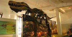 Museum Geologi Museum Geologi