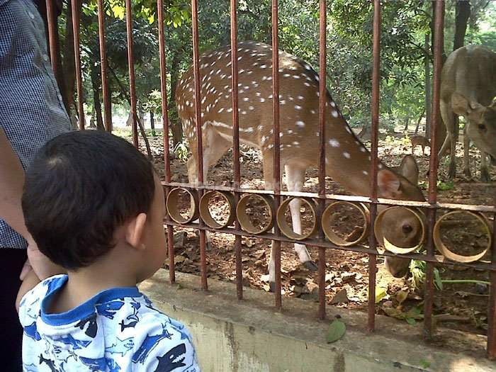 Rusa Kalibata & Mainan Kayu Pasar Minggu