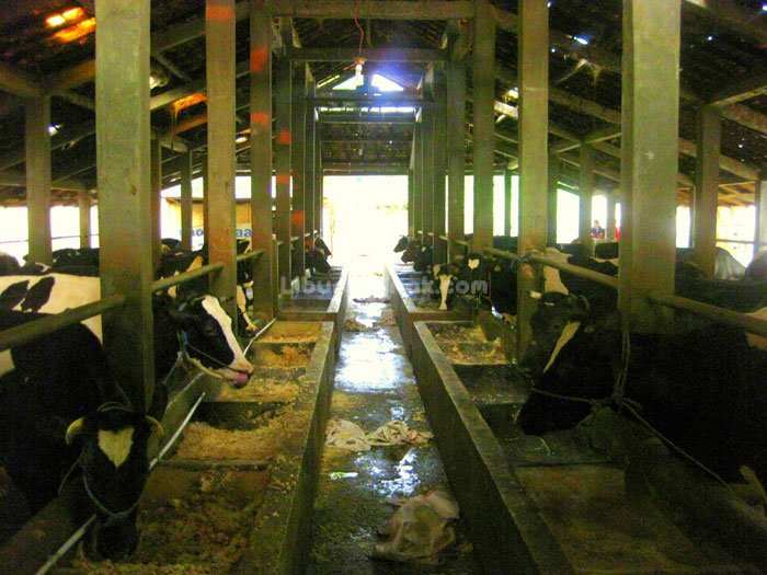 Cibubur Garden Dairy (Cibugary)