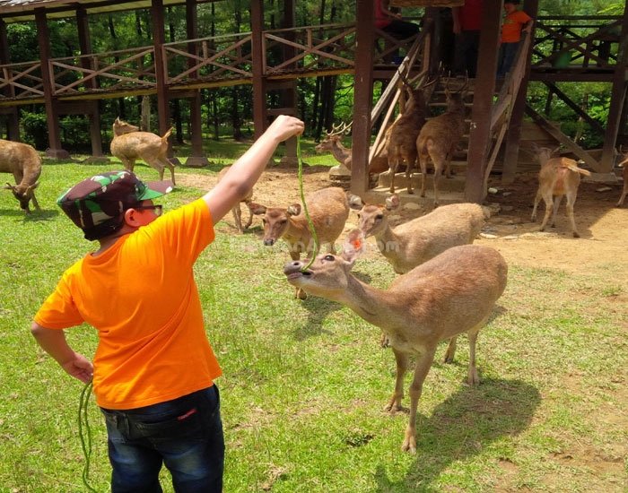 Penangkaran Rusa Cariu & Saung Bagus