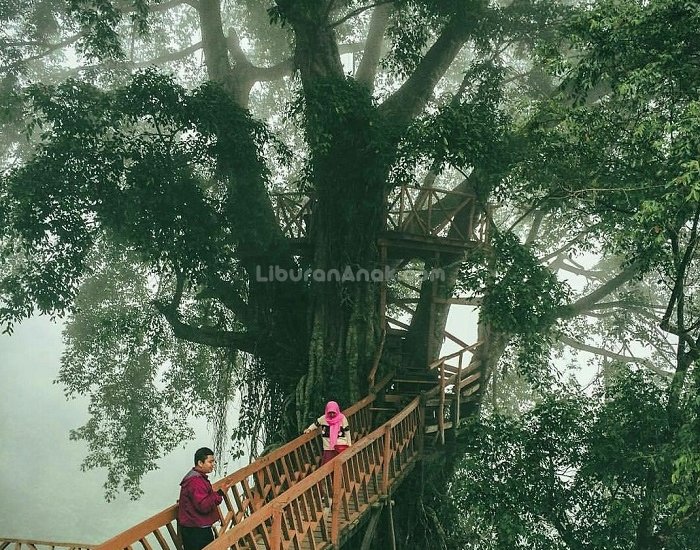 Liburan Anak Rumah Pohon Jembatan Kayu Gantung Curug Ciherang Jonggol Liburan Anak Rumah Pohon Jembatan Kayu Gantung Curug Ciherang Jonggol