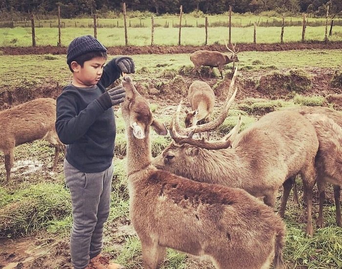 Konservasi Rusa Ranca Upas Ciwidey