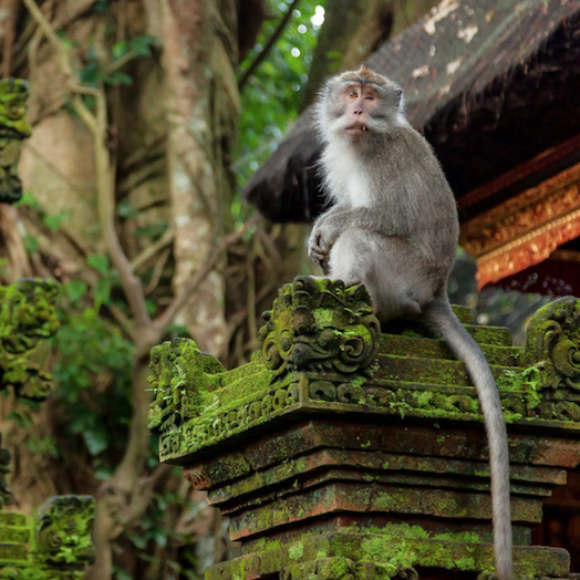Ubud Monkey Forest