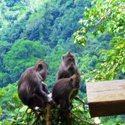 Hutan Monyet Pusuk