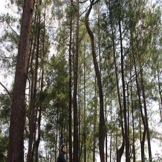 Hutan Pinus Lahendong